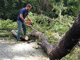 Best Tree Health Inspection  in Nazareth, PA