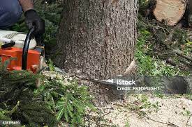  Nazareth, PA Tree Care Pros