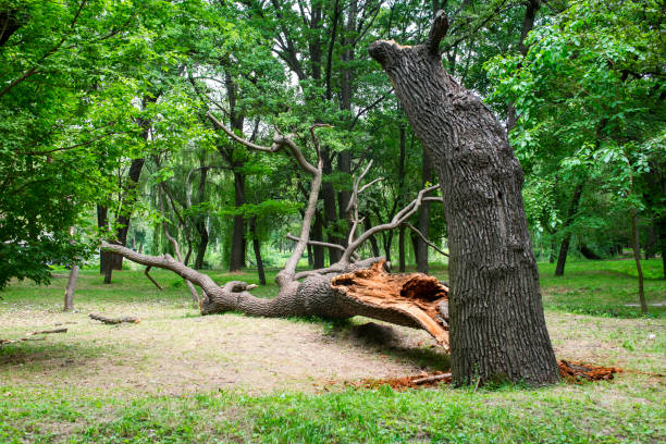 Lawn Maintenance Plans in Nazareth, PA