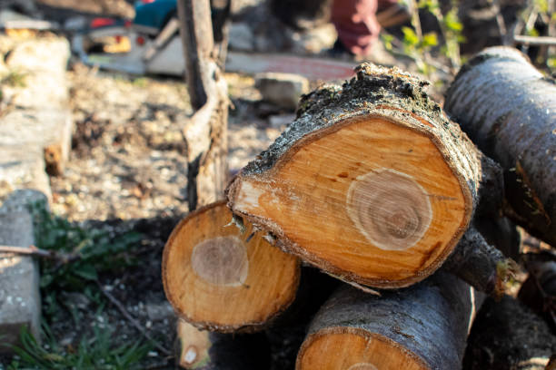 Best Tree Disease Treatment  in Nazareth, PA