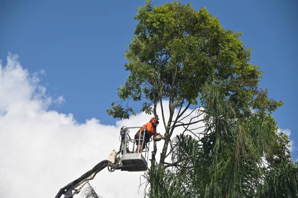 Best Root Management and Removal  in Nazareth, PA