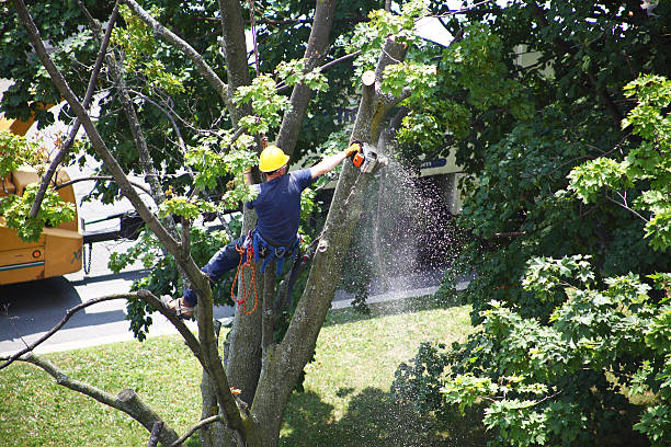 How Our Tree Care Process Works  in  Nazareth, PA