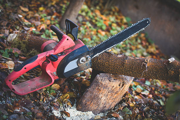 Professional Tree Care in Nazareth, PA